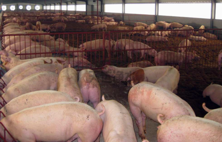 ��Q�B(y��ng)ֳ��Ⱦ���}�̲��ݾ�